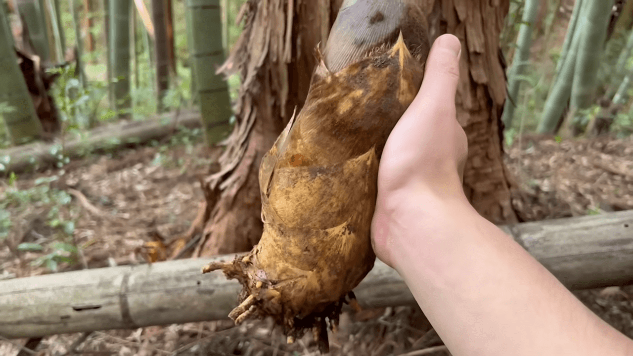 たけのこ保存方法